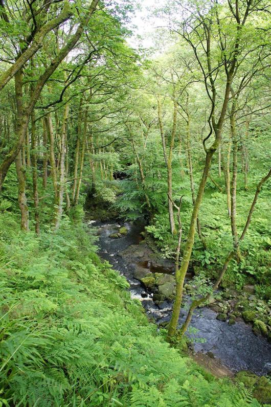 Beautiful Riverside Home, Hebden Bridge, Woodland Views, Sleeps 2 - 9 Kültér fotó